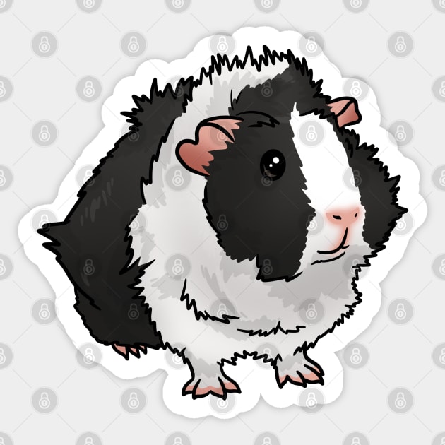Black abyssinian guinea pig hotsell